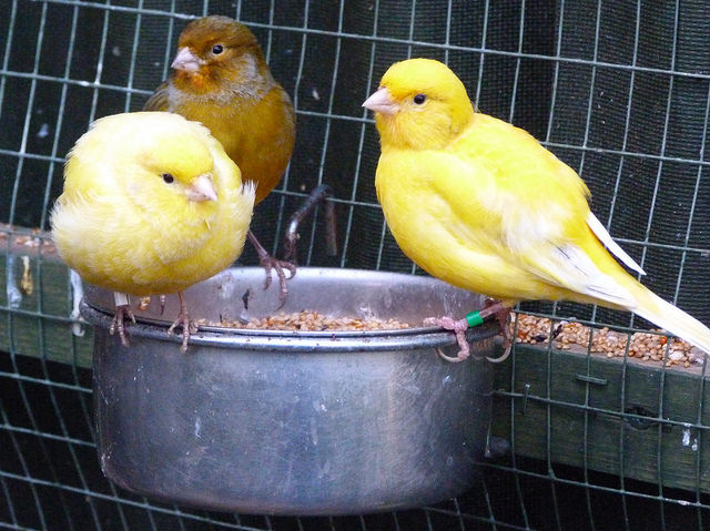 15825301161_85bf318e30_z