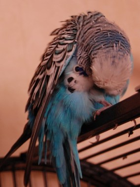 4873181198_4ac10987a9_b