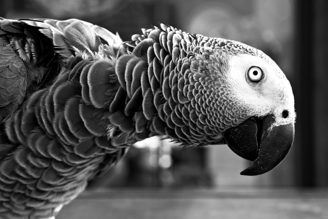 african grey1