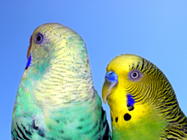 birds-1384136-640x480