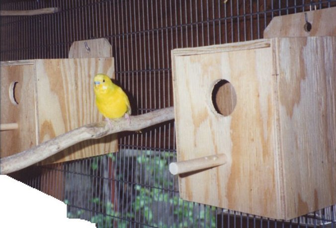 budgie07