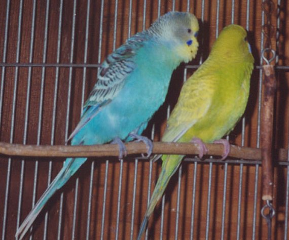 budgie13
