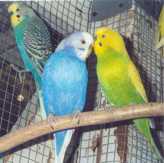 budgies06