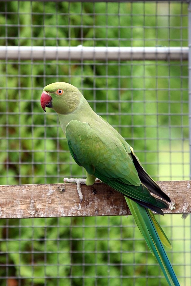 colorful-parrot-1381014-639x957