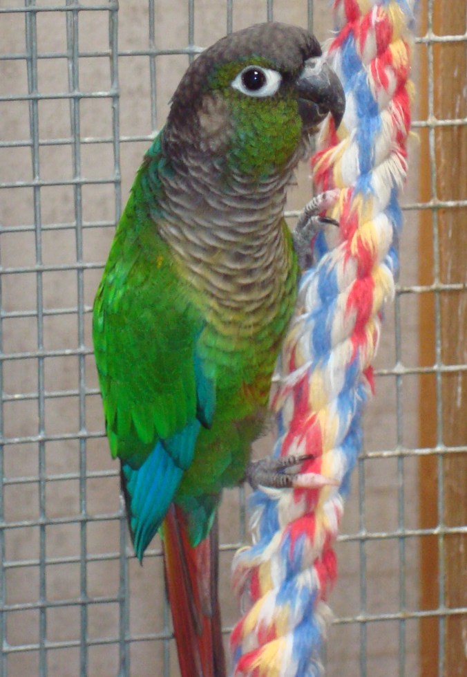 gc conure