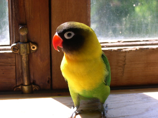 lovebird-1-1379868-640x480