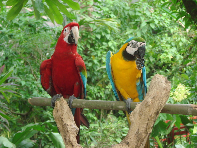 macaw-1246525-640x480