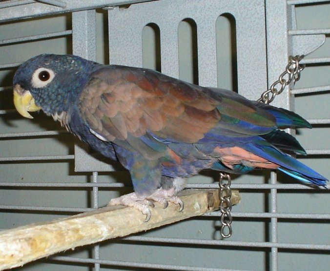 pionus4