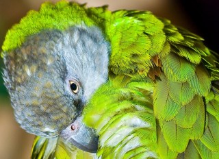 senegal-parrot-1154784_1280