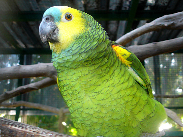 south-american-parrots-1362496-640x480