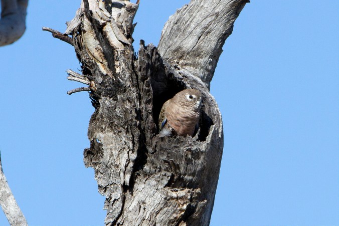 20383826212_478d1e78e2_b