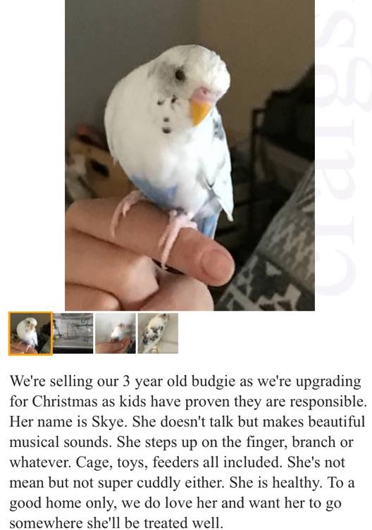 budgie